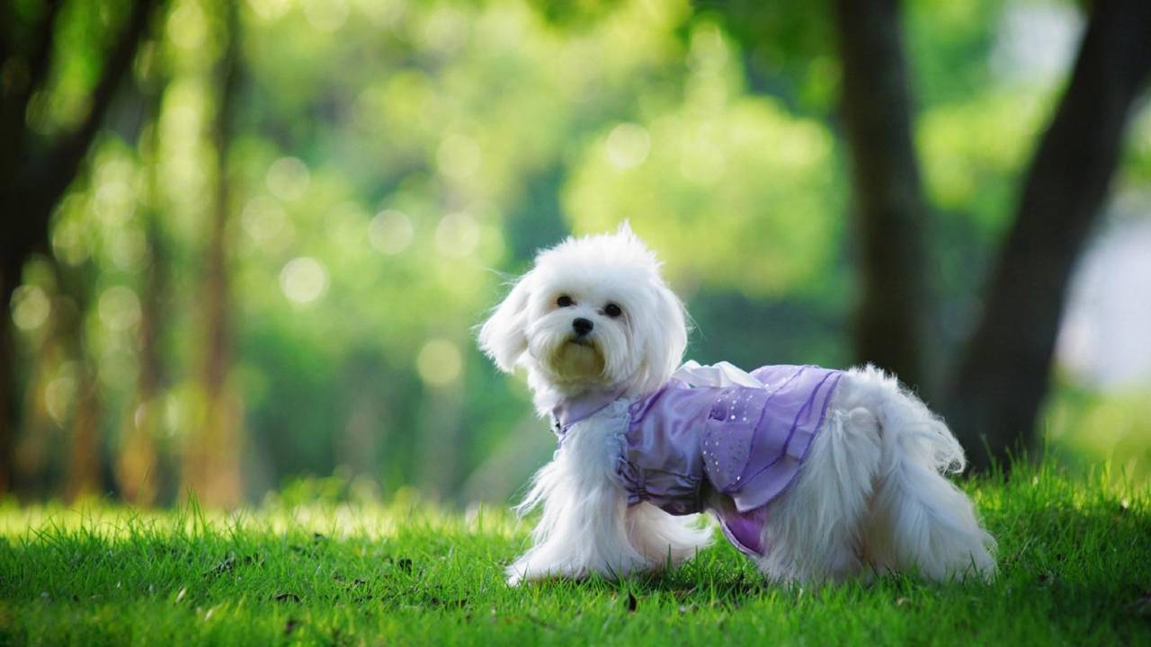 秋语云栖·Villa设计美宿(晒秋观景台篁岭风景区店)图片