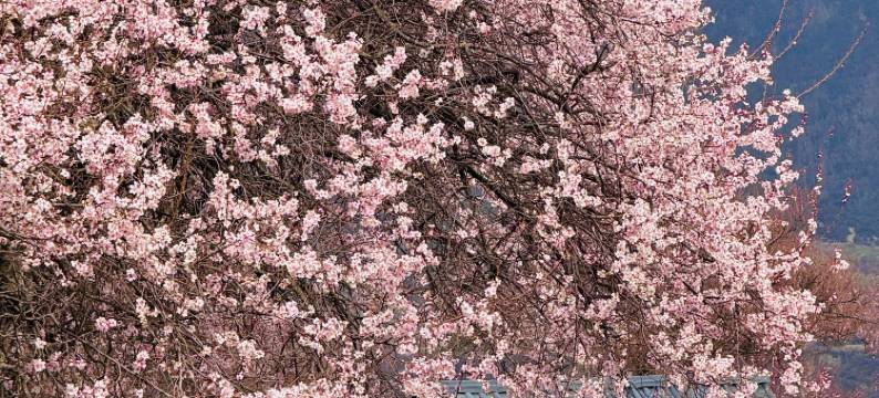 竹外云·莲赞山居(索松店)图片