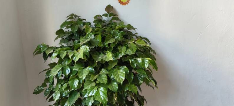 武汉金桥公寓图片