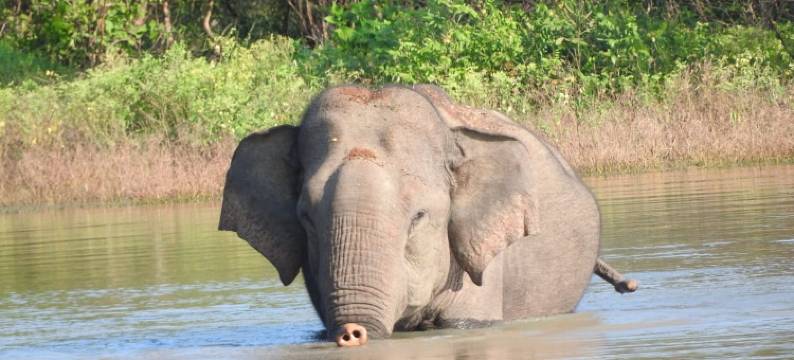 亚拉大型游戏酒店-生态团队(Big Game - Yala By Eco Team)图片