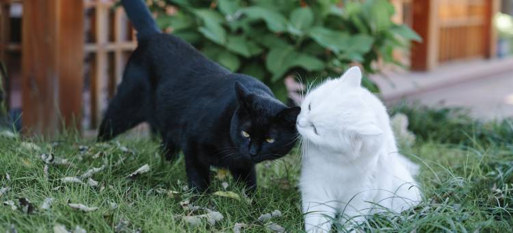 宁波慈城修思雅阁璞邸酒店图片