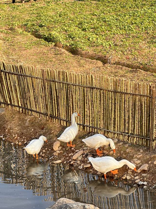 黄山休宁田居里艺术度假村Villa Hotel图片