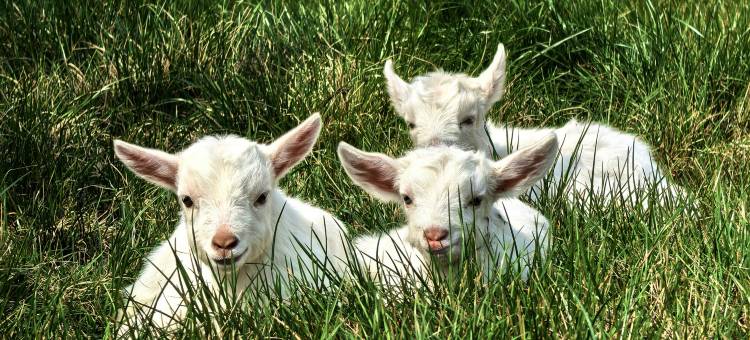 不晚里予·日照金山｜雪山全景度假酒店(白沙古镇店)图片