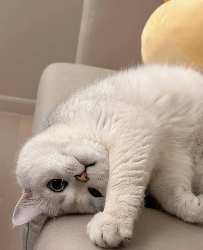 澜海云舍・椰廊瞰海・Ocean海景度假民宿(三亚湾椰梦长廊店)图片