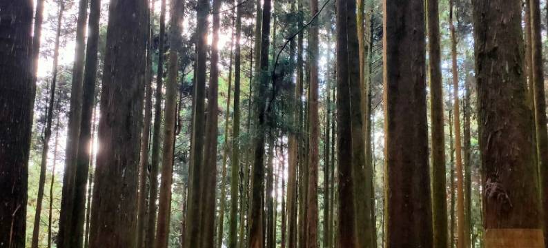 嘉义大峰山庄图片