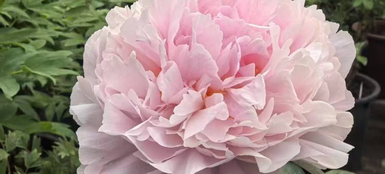 格林豪泰智选酒店(洛阳王城公园火车站店)图片