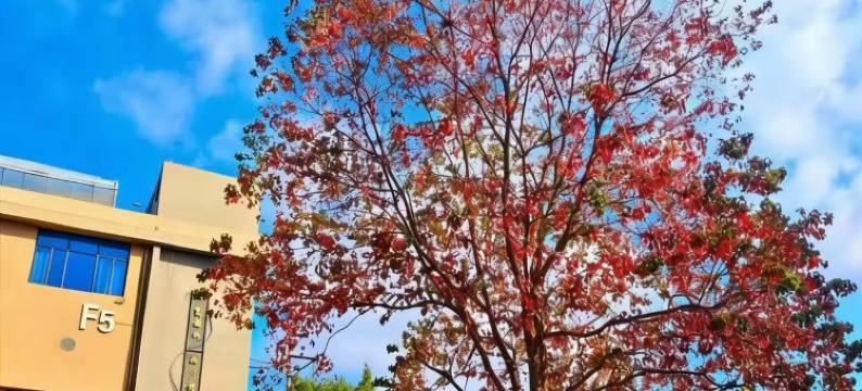 大榕树度假山庄(梧州市白云山龙母庙店)图片