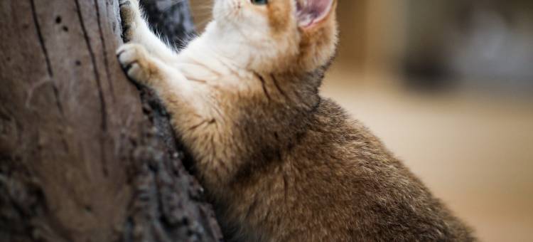 天目湖涵田度假村·松果酒店图片