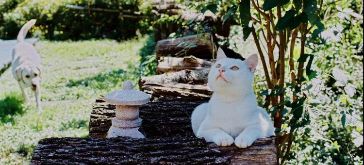 雅安隐庄民宿图片