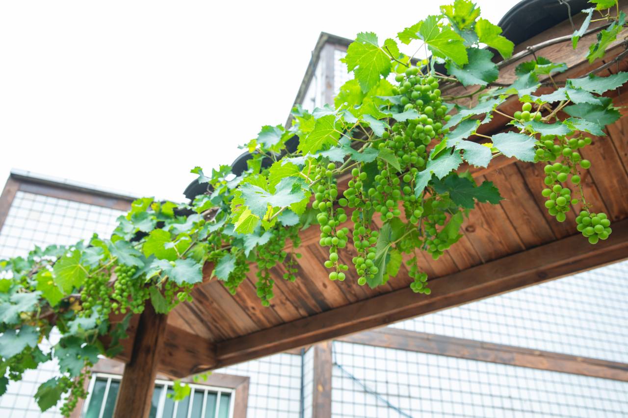 携程度假农庄(宜宾李庄半丘塘联营店)图片