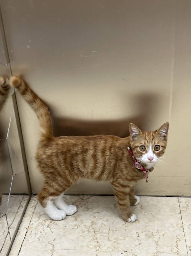 栾川山语花言·行旅酒店(老君山店)图片