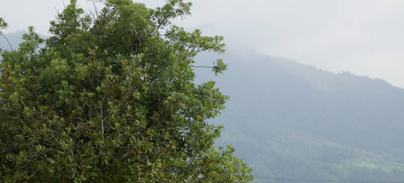 黄山澍德堂•黟县交叉小径的花园图片