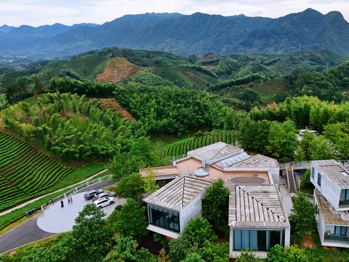 丽水遂昌乐领万亩茶海庄园图片