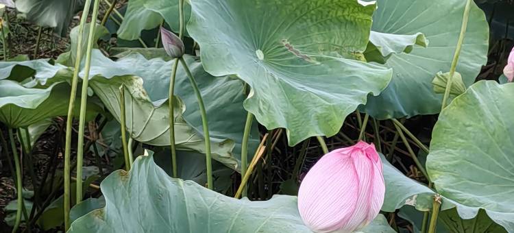 拾观荷畔民宿(周宁县尚城广场店)图片