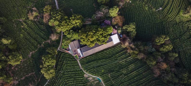 杭州龙井茂居酒店图片