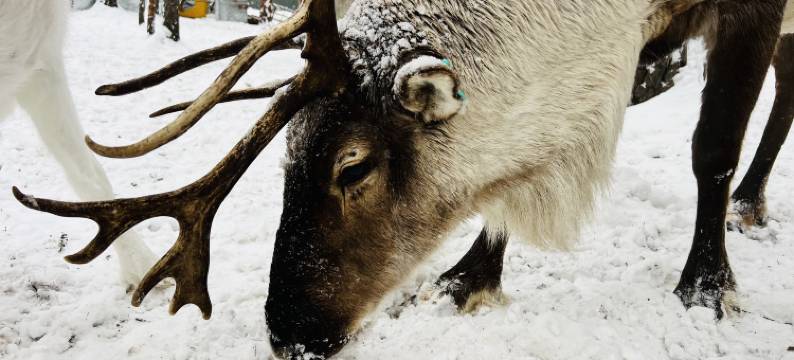 岭居·民宿(北极村店)图片