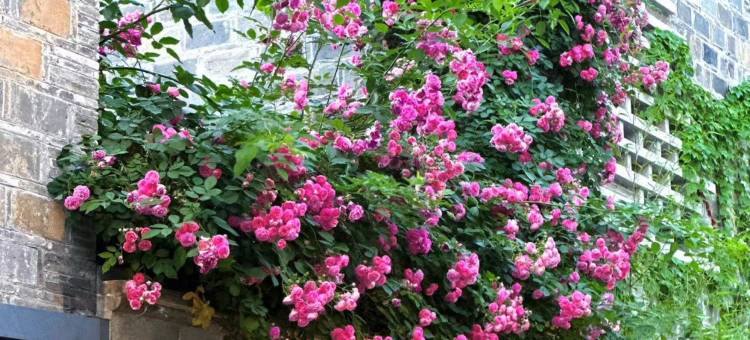 南京老门东花间堂·朱雀里图片