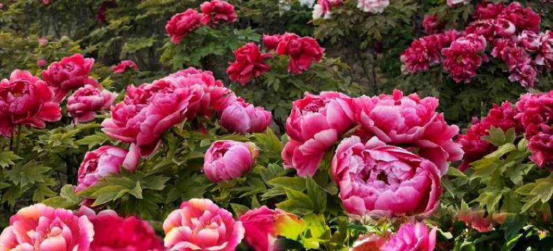 洛阳瑞莱悦旅酒店(丽景门十字街洛邑古城店)图片