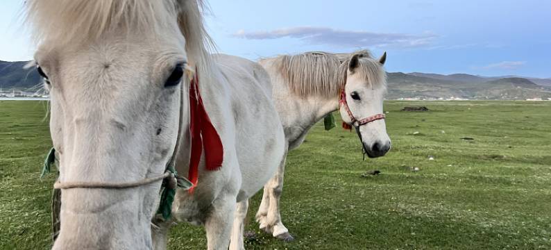 香格里拉·拉菲尔·草原与海·度假庄园 villa(纳帕海景区店)图片