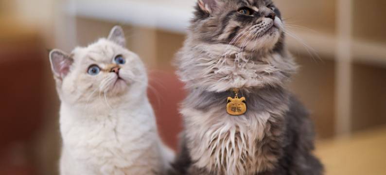 天目湖涵田度假村•萌舍图片