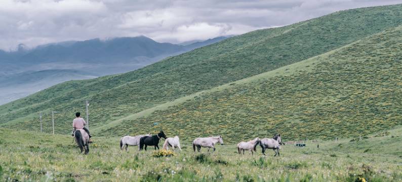 夏河珑达牧场图片