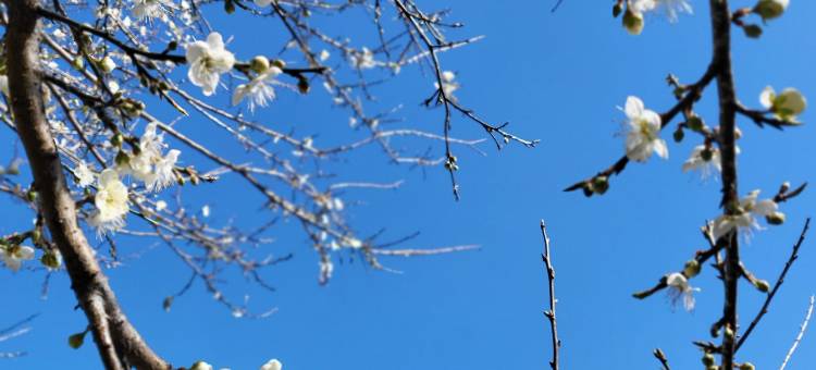 南投清境见晴花园渡假山庄图片