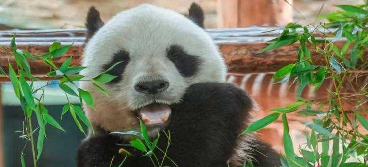 悦夏民宿(钻石沙滩洲际假日广场店)图片