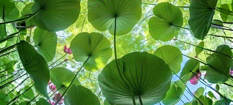 普者黑•野舍AWAKENING•SOULMATE•落日湖景设计师酒店(青丘画璧店)图片