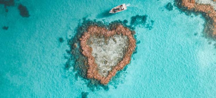 夸丽亚(Qualia)图片