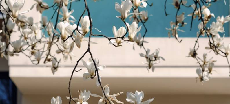 武汉樾和林泉白玉兰民宿图片