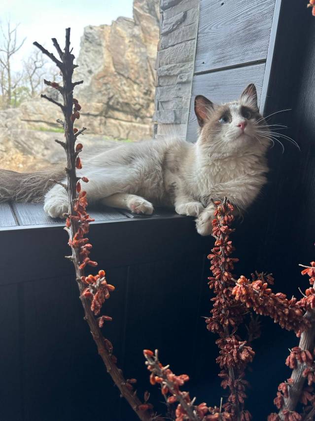 可可托海牧恬园(可可托海景区店)图片