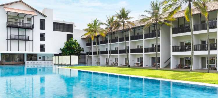 蓝色捷翼(Jetwing Blue)图片