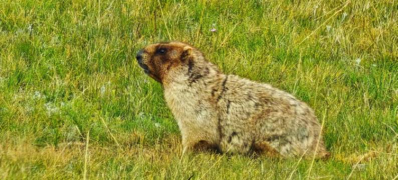 琼库什台欢驿民宿图片