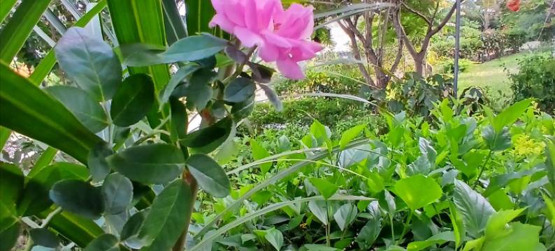 马贾尼微风旅馆(Majani Breeze)图片