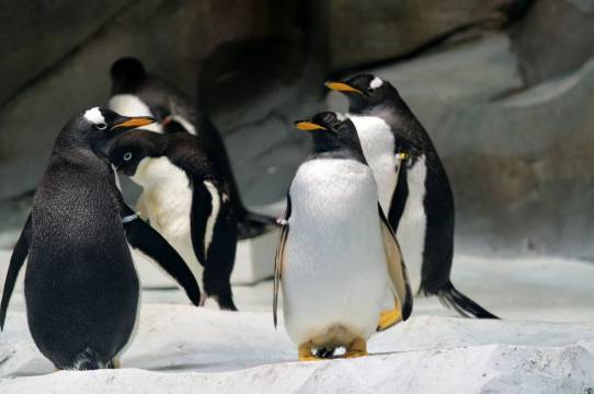海花岛五国温泉别墅酒店图片