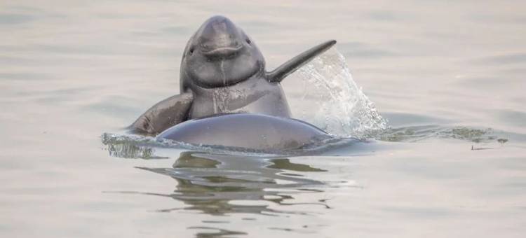 南京世茂滨江希尔顿酒店图片