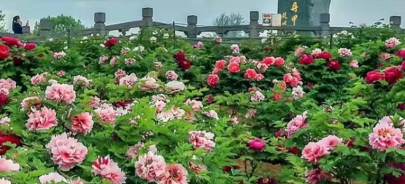 洛阳瑞莱悦旅酒店(丽景门十字街洛邑古城店)图片