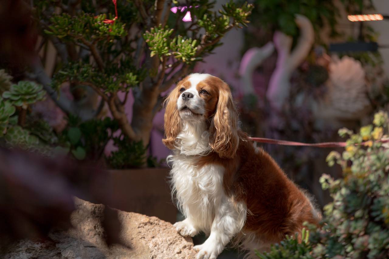 花筑·月半湾·雪山屋顶Coffee·花海漫步设计师庭院(丽江古城店)图片
