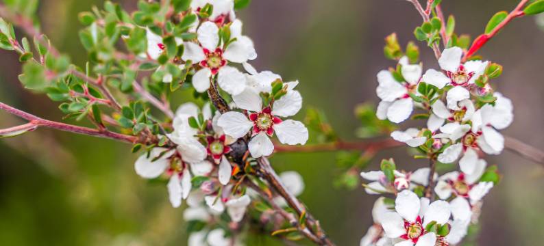 洛马塔罗(Loma Talo)图片