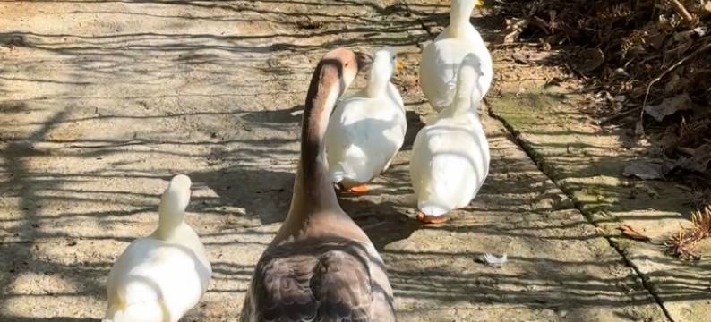 奢野·栖心谷度假山庄图片