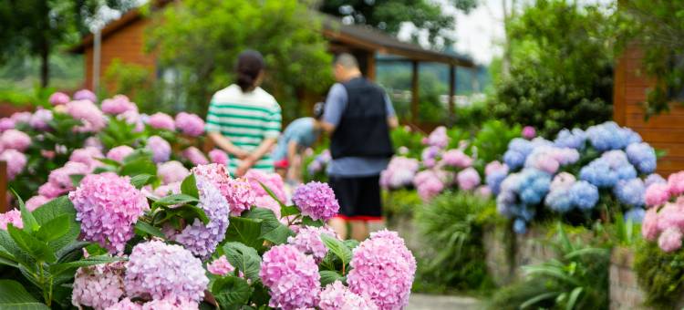 地球村度假区美墅木屋图片