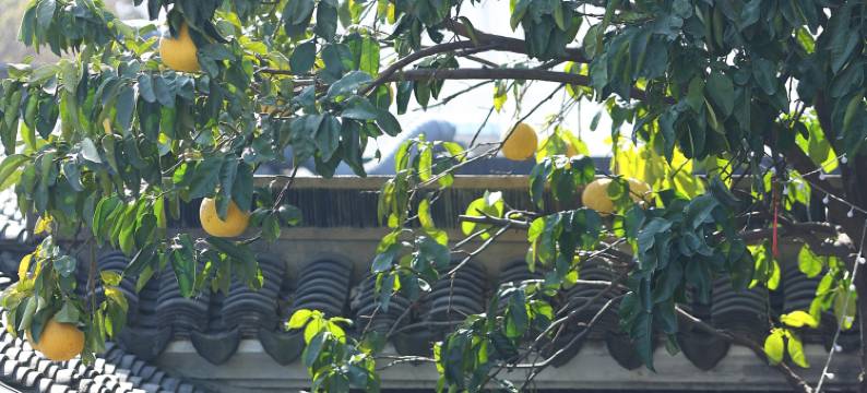 绍兴拾贰朴宿(鲁迅故里店)图片