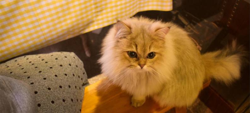 泉州容驿民宿(西街开元寺店)图片