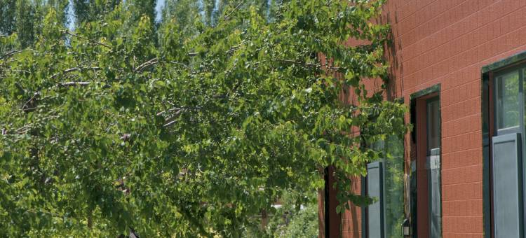 霍城青源梅舍·静谧时光庭院图片