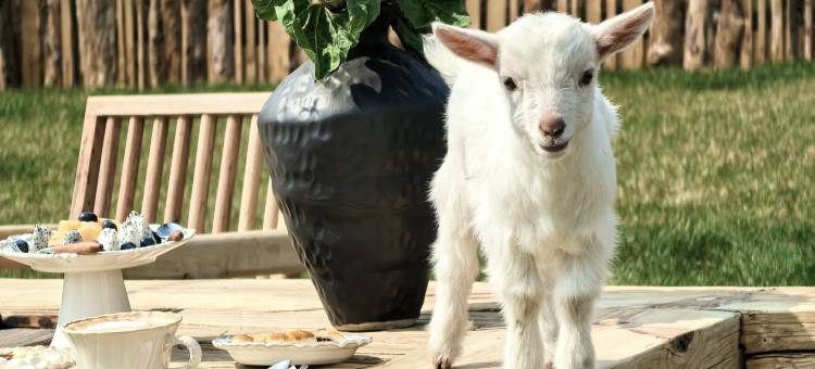 不晚里予·日照金山｜雪山全景度假酒店(白沙古镇店)图片