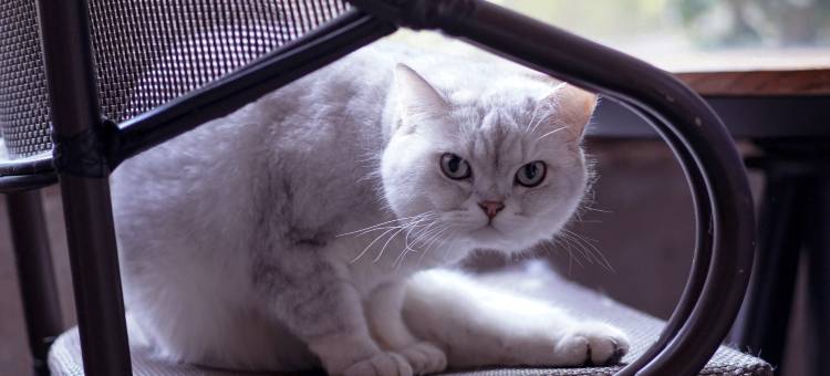 疯子的店·咖啡民宿(南澳岛青澳湾店)图片