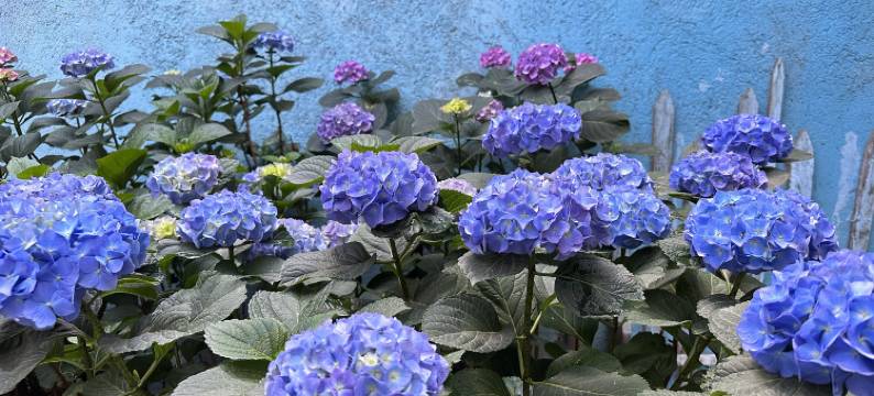 大理玉兰花客栈图片