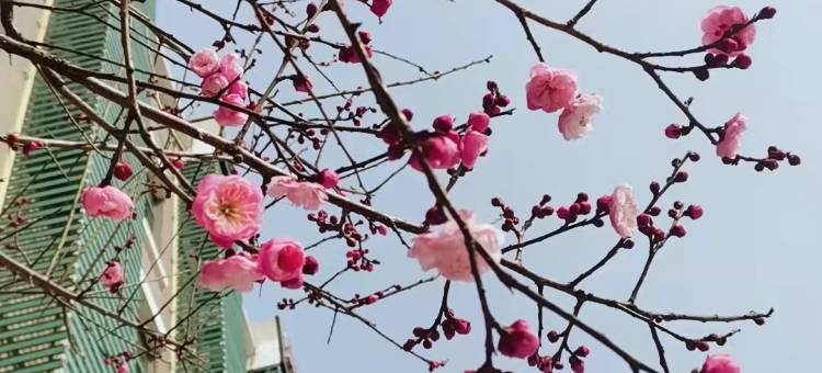 桐柏阳光花园大酒店图片