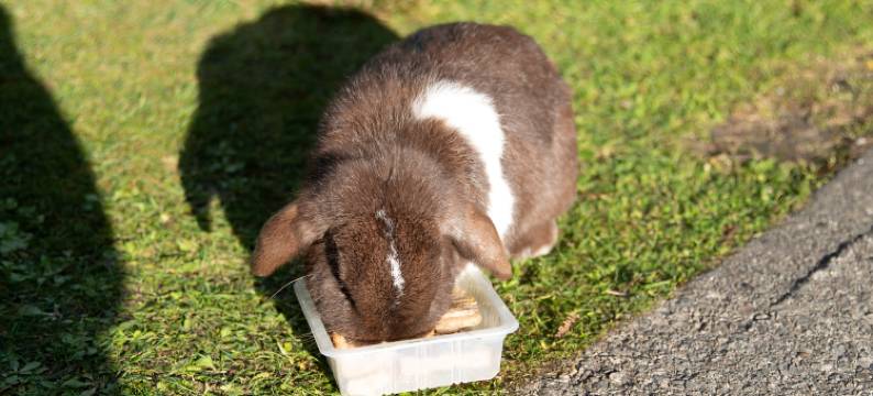 福克斯冰河旅馆(Fox Glacier Lodge)图片