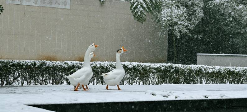 南京涵碧楼酒店图片